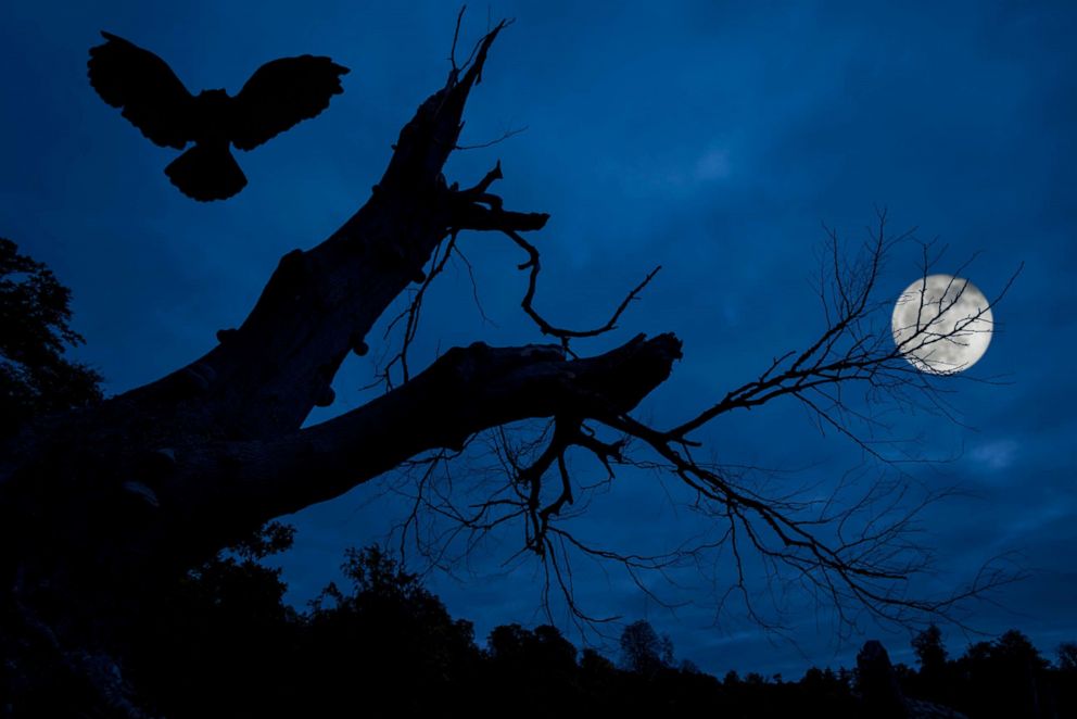 PHOTO: A full moon shines over an owl landing on the branches of a tree silhouetted against blue night sky in this undated photo.
