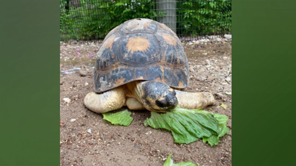 PHOTO: In this undated file photo released by the Houston Zoo, Mr. Pickles, a radiated tortoise is shown.