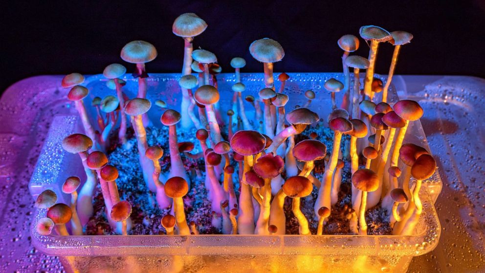 PHOTO: Mushrooms are seen growing in this stock photo.