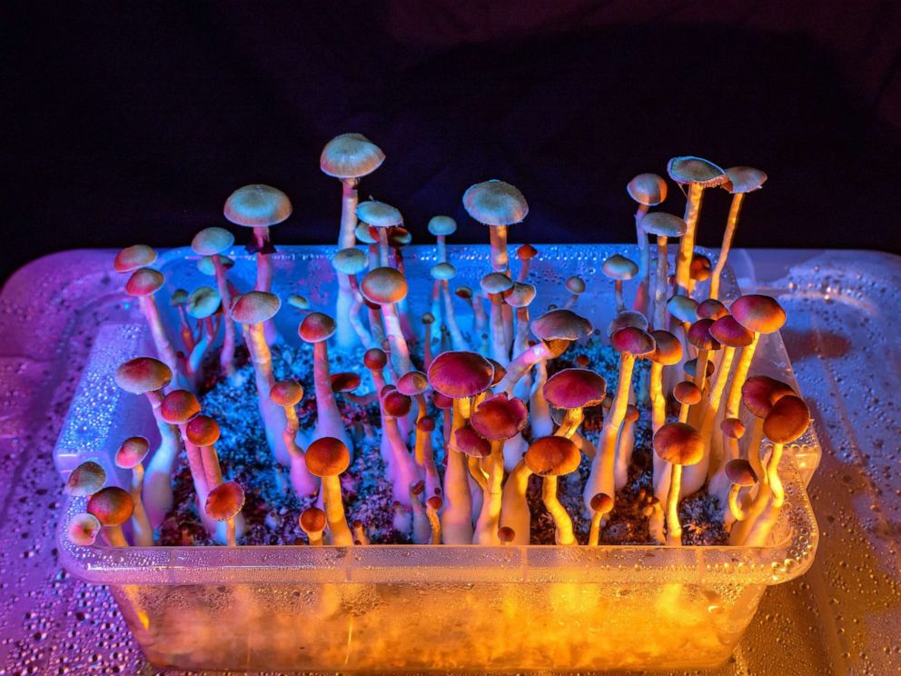 PHOTO: Mushrooms are seen growing in this stock photo.