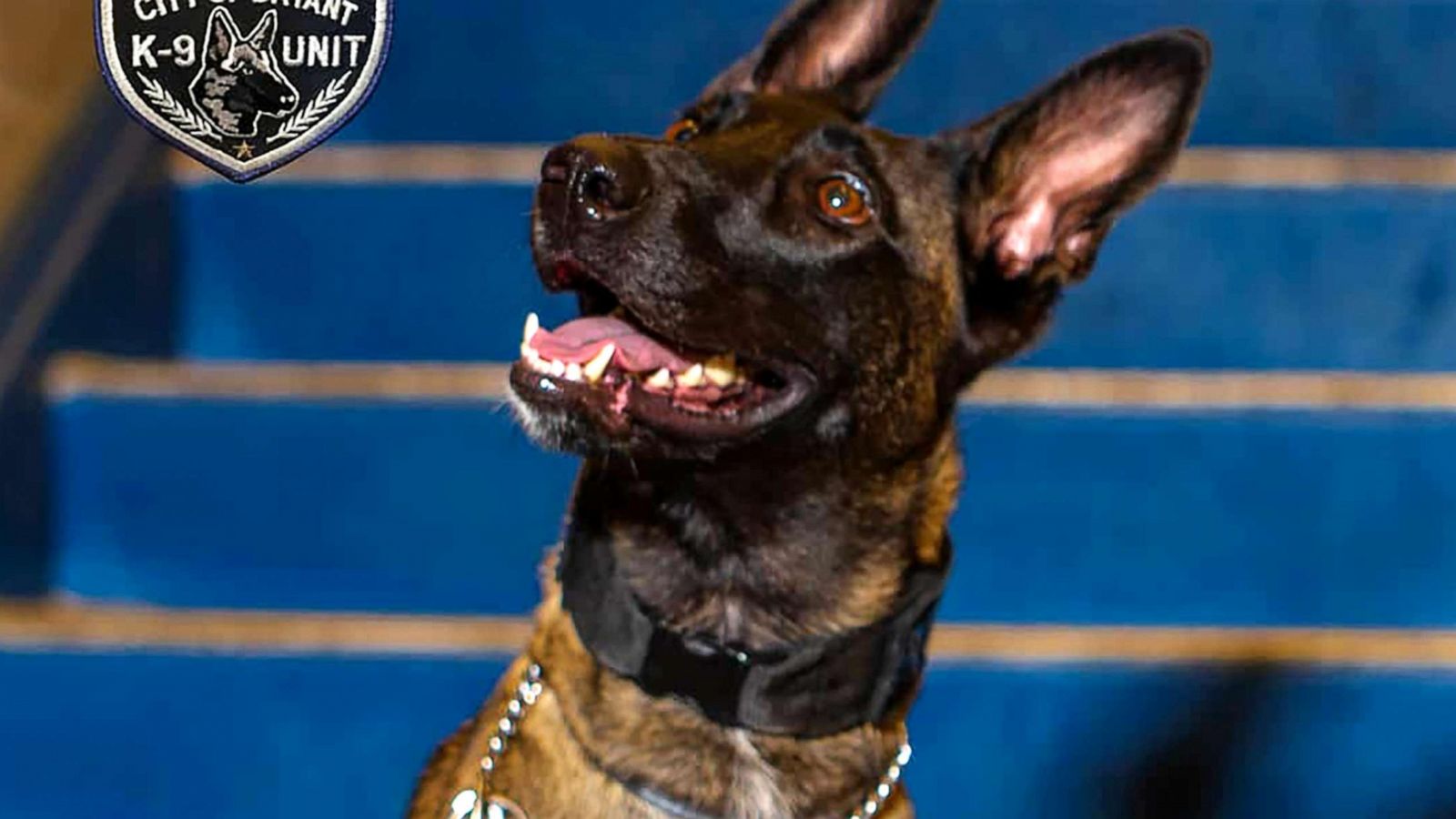 PHOTO: Mya, a 2-year-old Belgian Malinois, posed for the picture that appeared on a page dedicated to the staff of Bryant High School in Bryant, Ark.