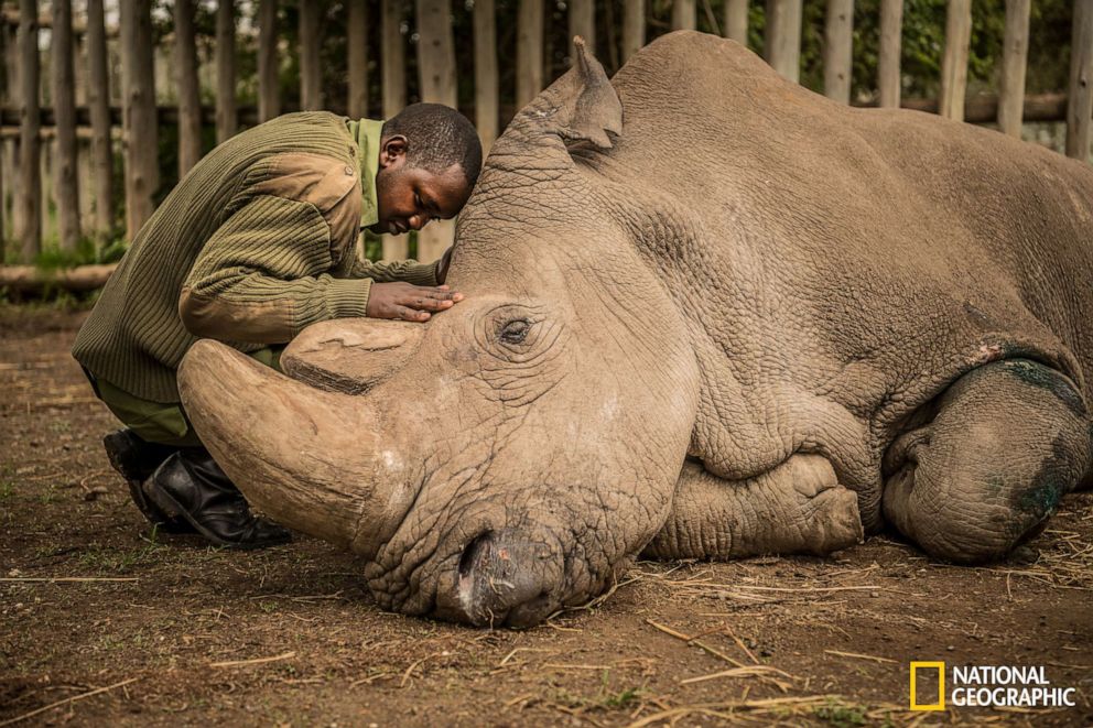 PHOTO: A wildlife ranger comforts Sudan, the last male Northern White Rhino on the planet moments before he passed away.