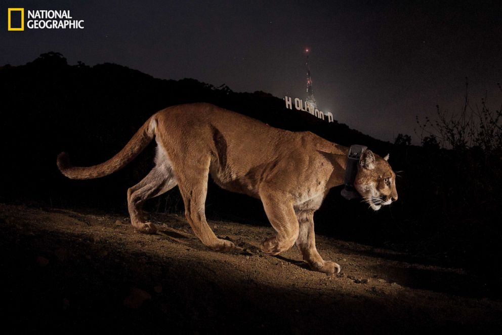 PHOTO: Hollywood's most reclusive star, cougar P22, was first seen in Griffith Park in Los Angeles almost two years ago.