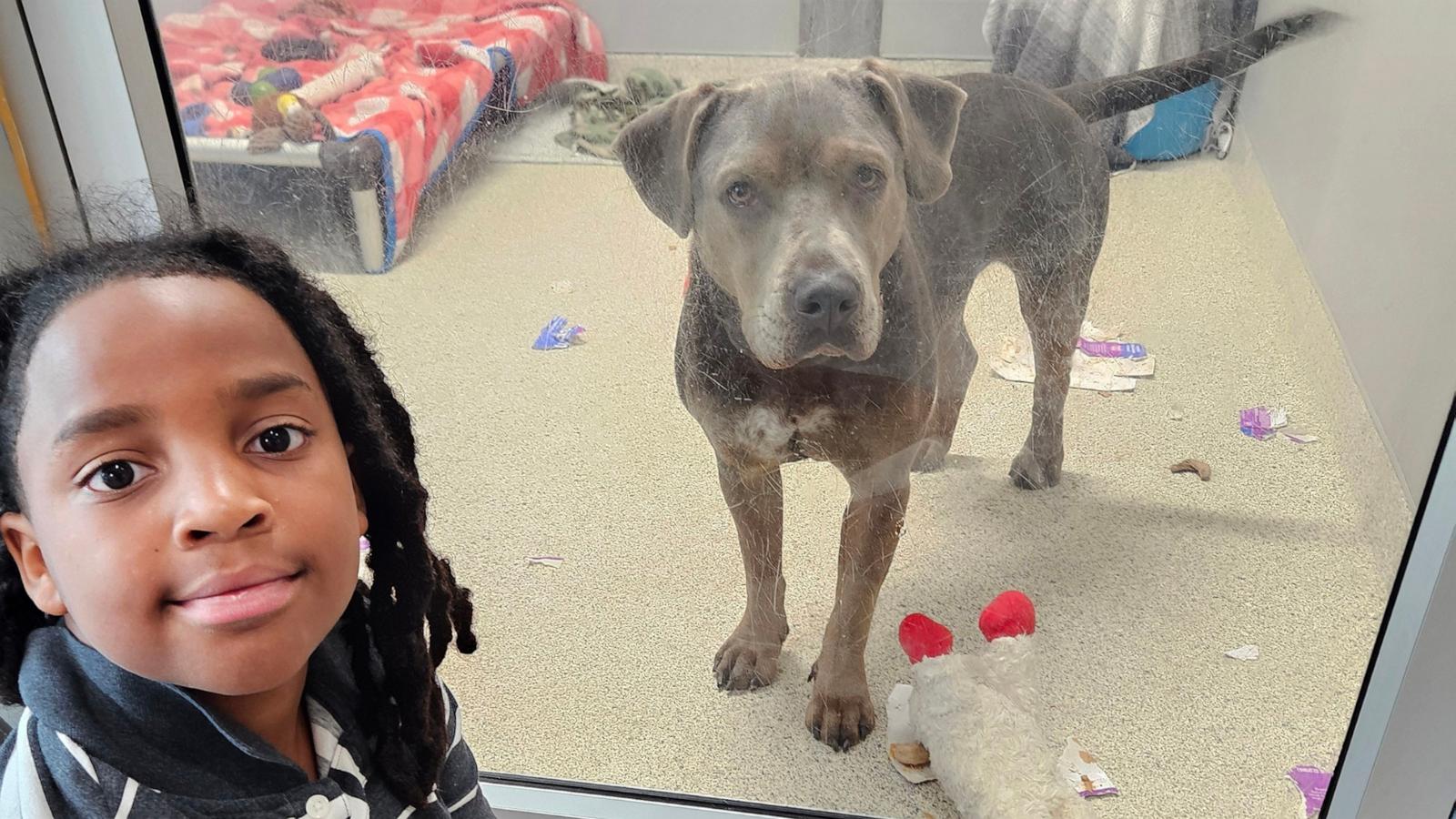 PHOTO: Nehemiah Turner, 11, was recently recognized for volunteering over 100 hours to read to animals at the Jacksonville Humane Society, in Jacksonville, Florida.