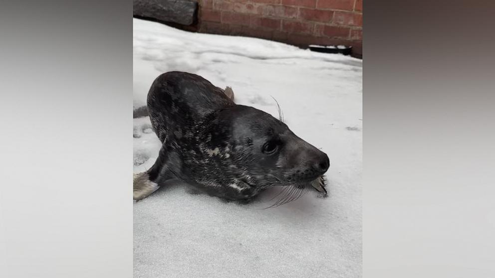 PHOTO: Officers from the New Haven Police Department found a baby seal on a street in New Haven, Conn., on Feb. 16, 2025.