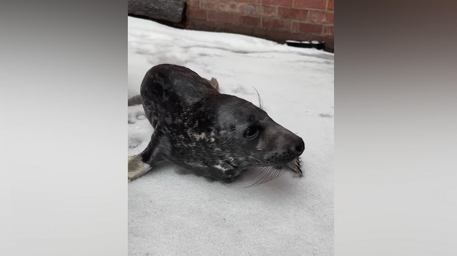 PHOTO: Officers from the New Haven Police Department found a baby seal on a street in New Haven, Conn., on Feb. 16, 2025.