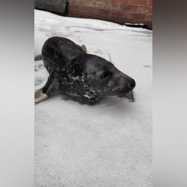 PHOTO: Officers from the New Haven Police Department found a baby seal on a street in New Haven, Conn., on Feb. 16, 2025.