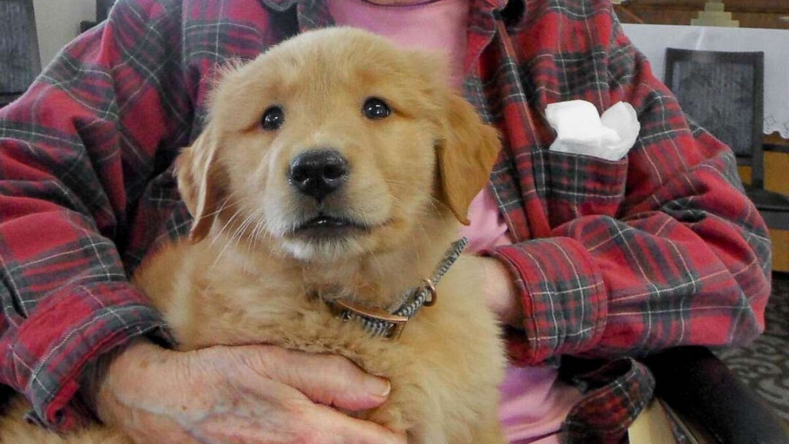 PHOTO: Over the last few weeks, Gracie the Golden Retriever has been spreading love at Good Samaritan Society – Scotland in Scotland, South Dakota. When Gracie isn't at Good Samaritan, she lives with Pam Stewart, the facility's social services manager.