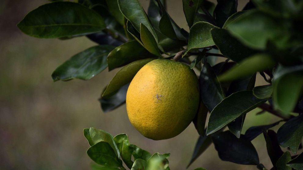 VIDEO: Incurable disease hitting orange trees blamed for orange juice price spike