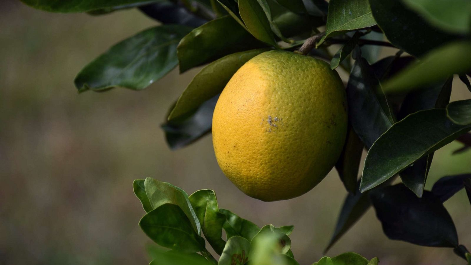 PHOTO: In this Nov. 11, 2015 file photo an orange hangs on a tree at the Peterson Groves in Vero Beach, Fla.