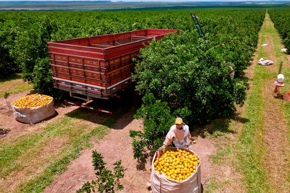 PHOTO: In this Nov. 26, 2010, file photo, workers harvest oranges at a Sucocitrico Cutrale LTDA orange grove on the Santa Maria farm in Analandia, Brazil.