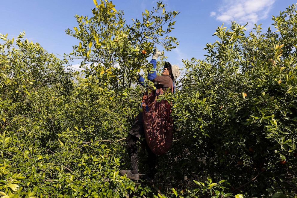 PHOTO: Alex Escobar picks oranges from a tree in one of the Peace River Packing Company groves, Feb. 1, 2022, in Fort Meade, Fla.