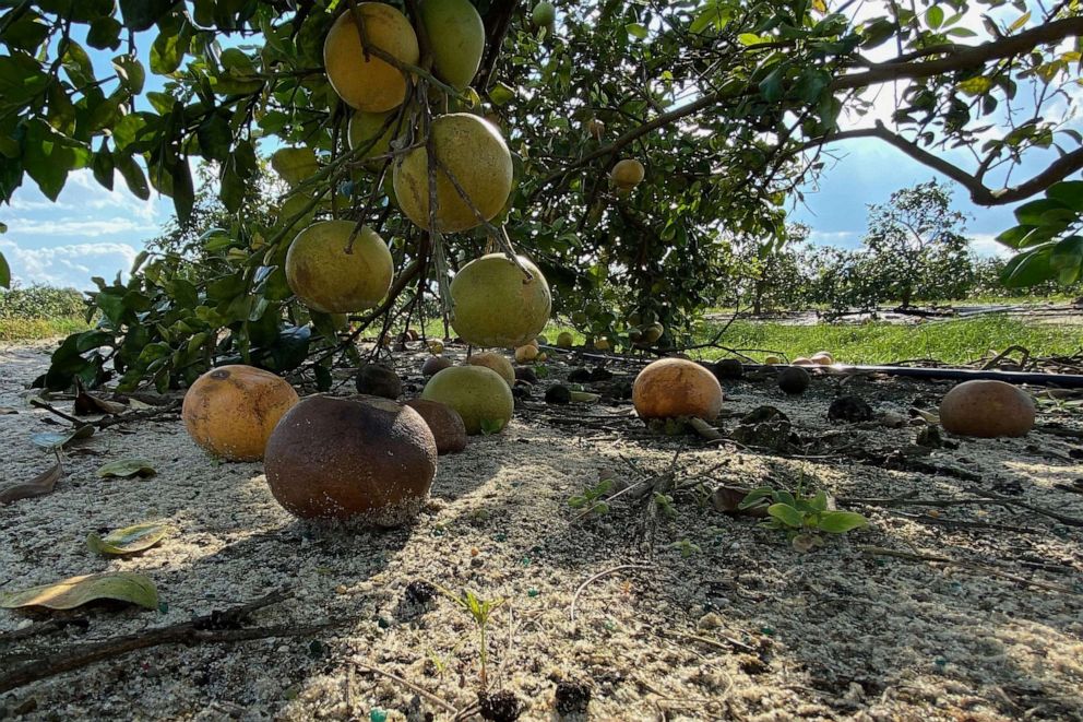 PHOTO: Florida farmers have observed the spread of the huanglongbing bacterium, known worldwide as "HLB," the bacterium causes one of the most devastating citrus diseases called "greening."