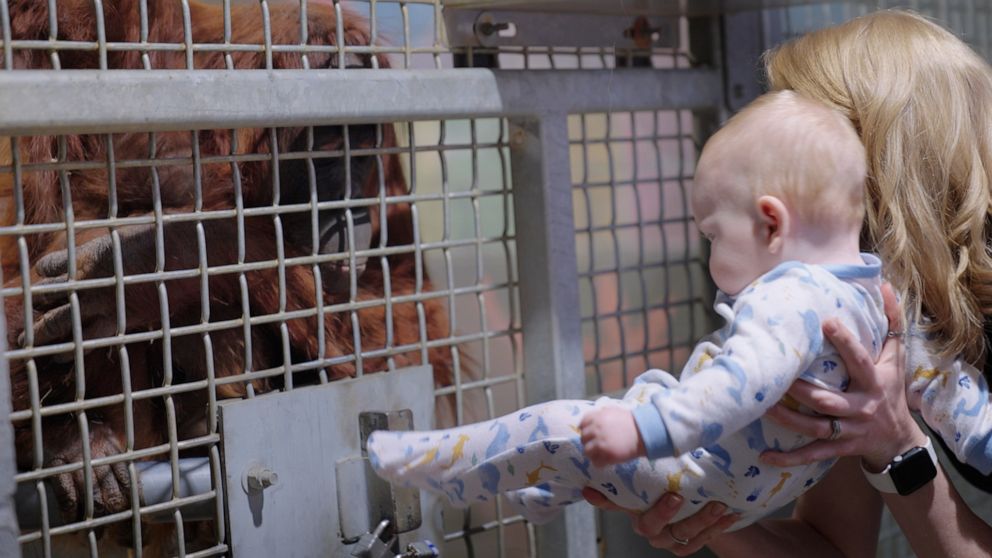 PHOTO: Zoe, an orangutan at the Metro Richmond Zoo, had to be taught by zookeepers how to breastfeed her baby boy.