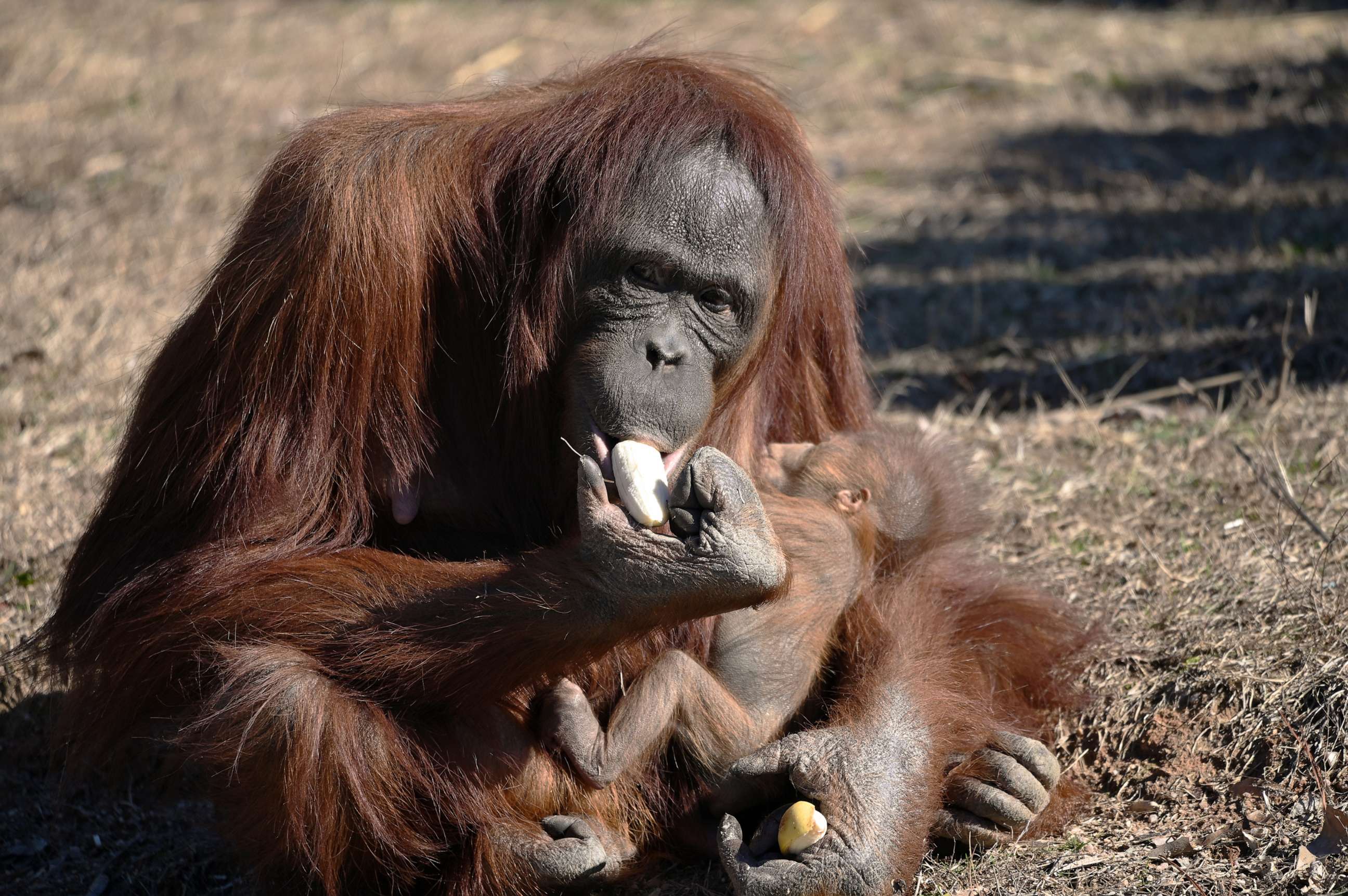 PHOTO: Zoe, an orangutan at the Metro Richmond Zoo, had to be taught by zookeepers how to breastfeed her baby boy.