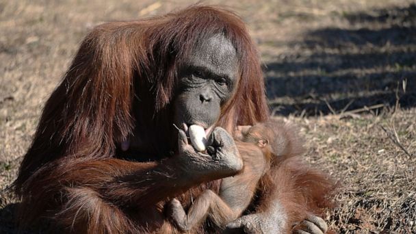 Orangutan learns to breastfeed by watching zookeeper breastfeed her ...