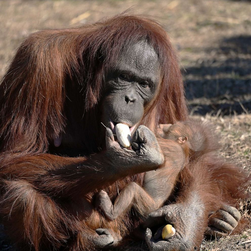 VIDEO: Orangutan learns to breastfeed by watching zookeeper breastfeed her son