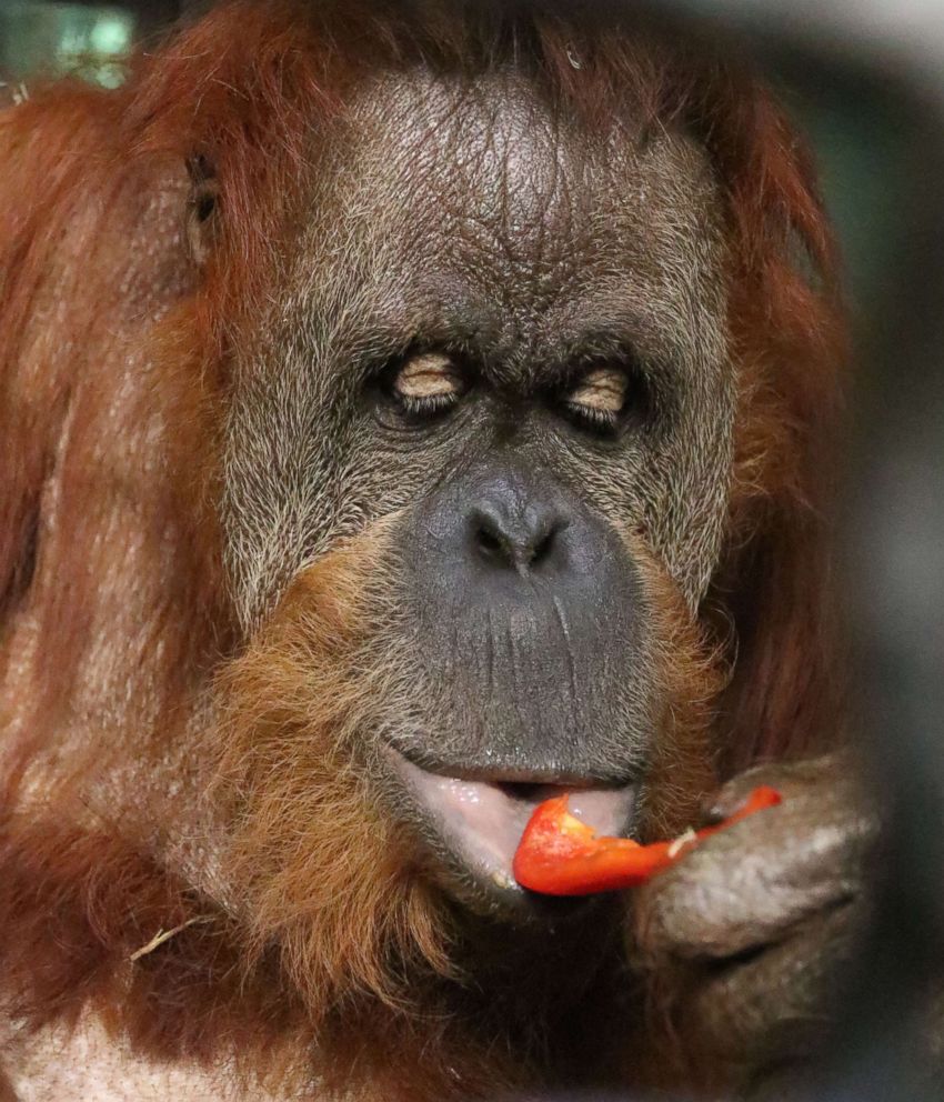 PHOTO: Daisy, 33, a Sumatran orangutan, gave birth to a baby girl, Lily on Sept. 7, 2018.