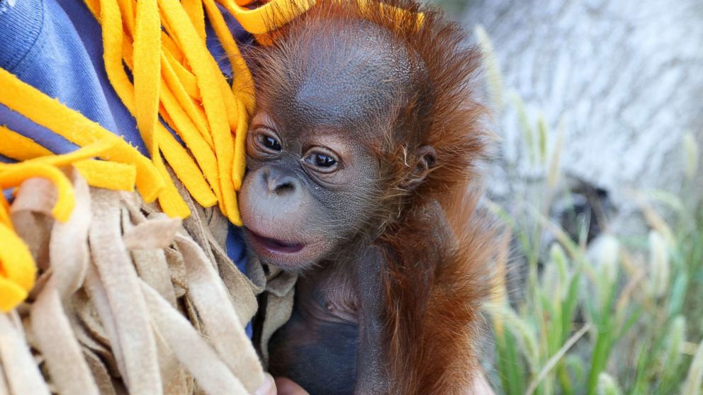 VIDEO: Vets call OB-GYN during orangutan's labor complications