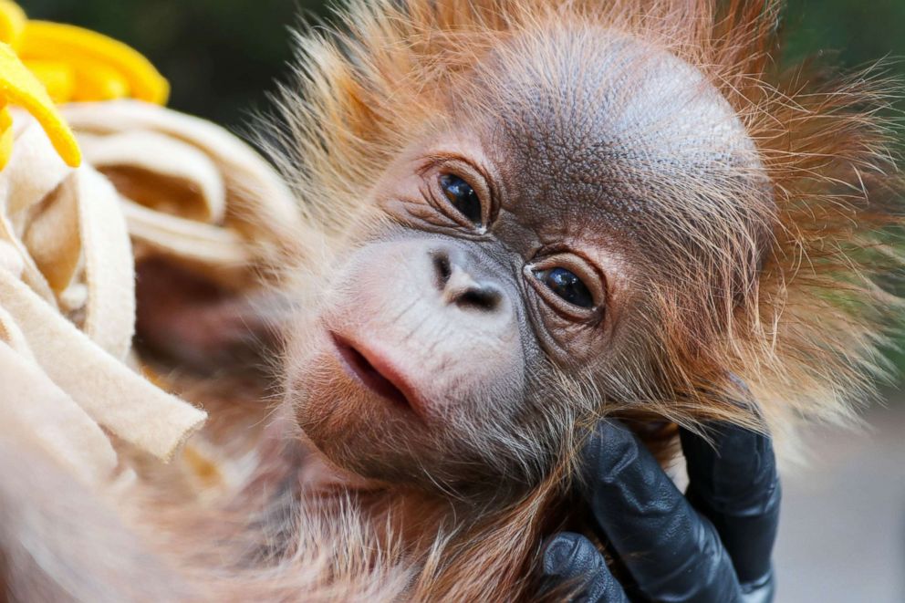 PHOTO: Lily was born at the Sedgwick County Zoo in Wichita, Kan, on Sept. 7, 2018.