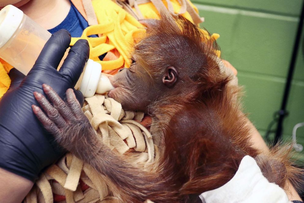 PHOTO: Lily was born at the Sedgwick County Zoo in Wichita, Kan, on Sept. 7, 2018.
