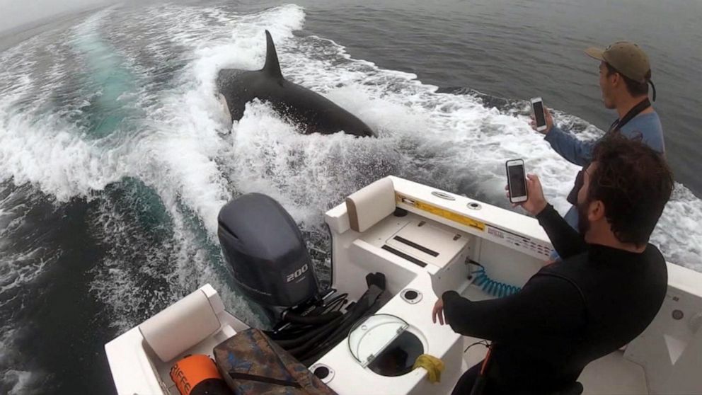 VIDEO: Orca gets up close and personal with fishermen