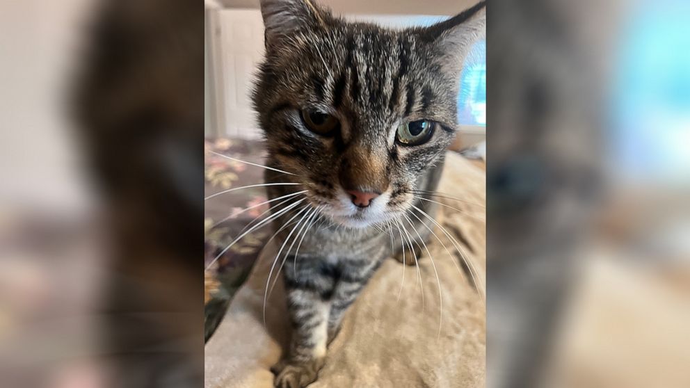 Tabby cat reunited with owners in California 12 years after