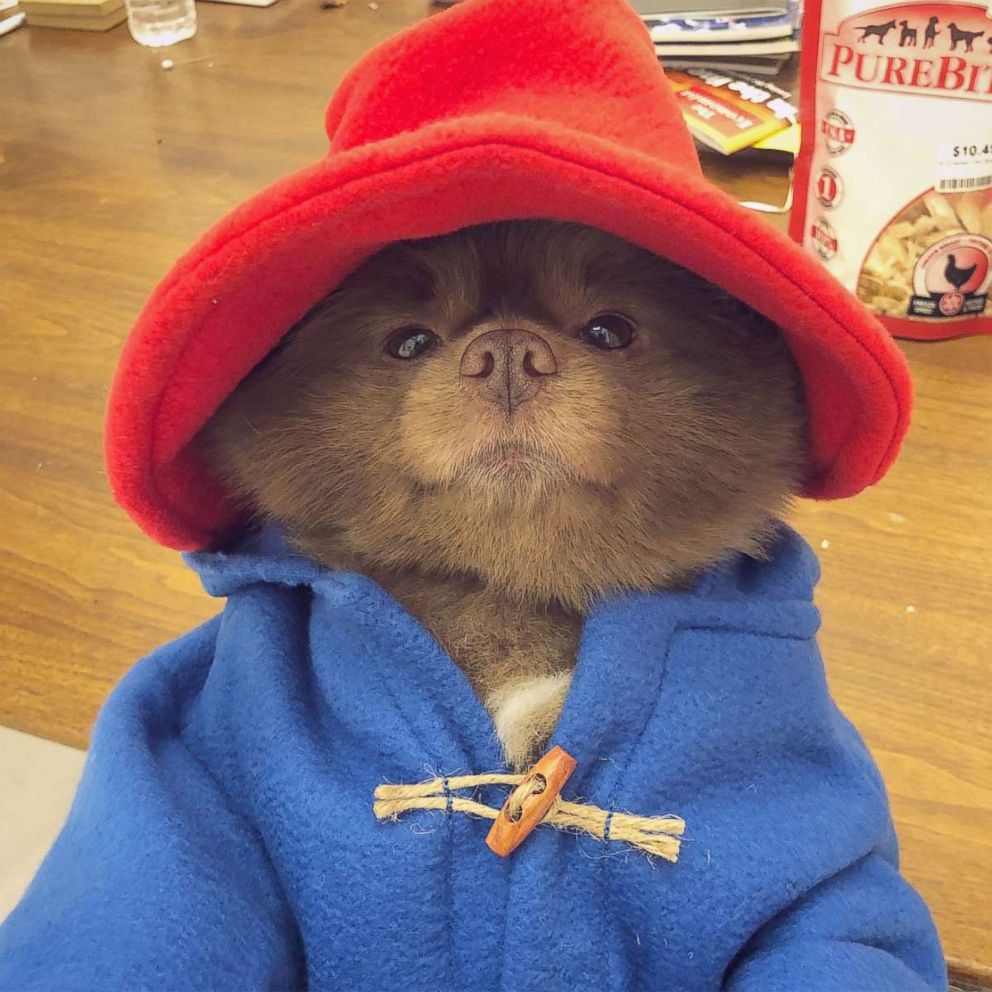 VIDEO: Adorable Pup breaks the internet with Paddington Bear costume