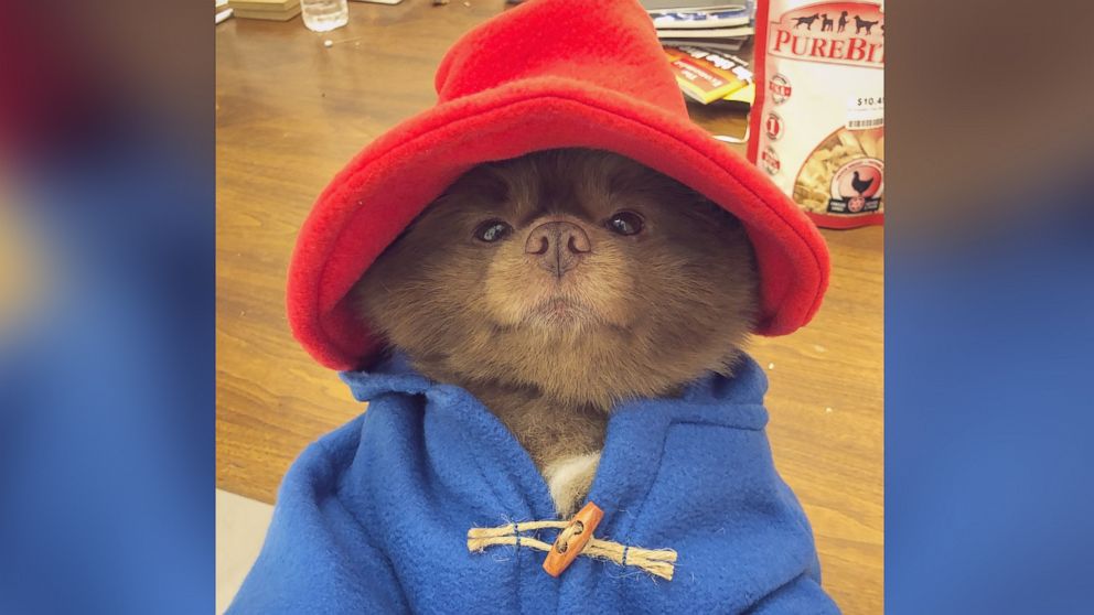 pomeranian dressed as paddington bear