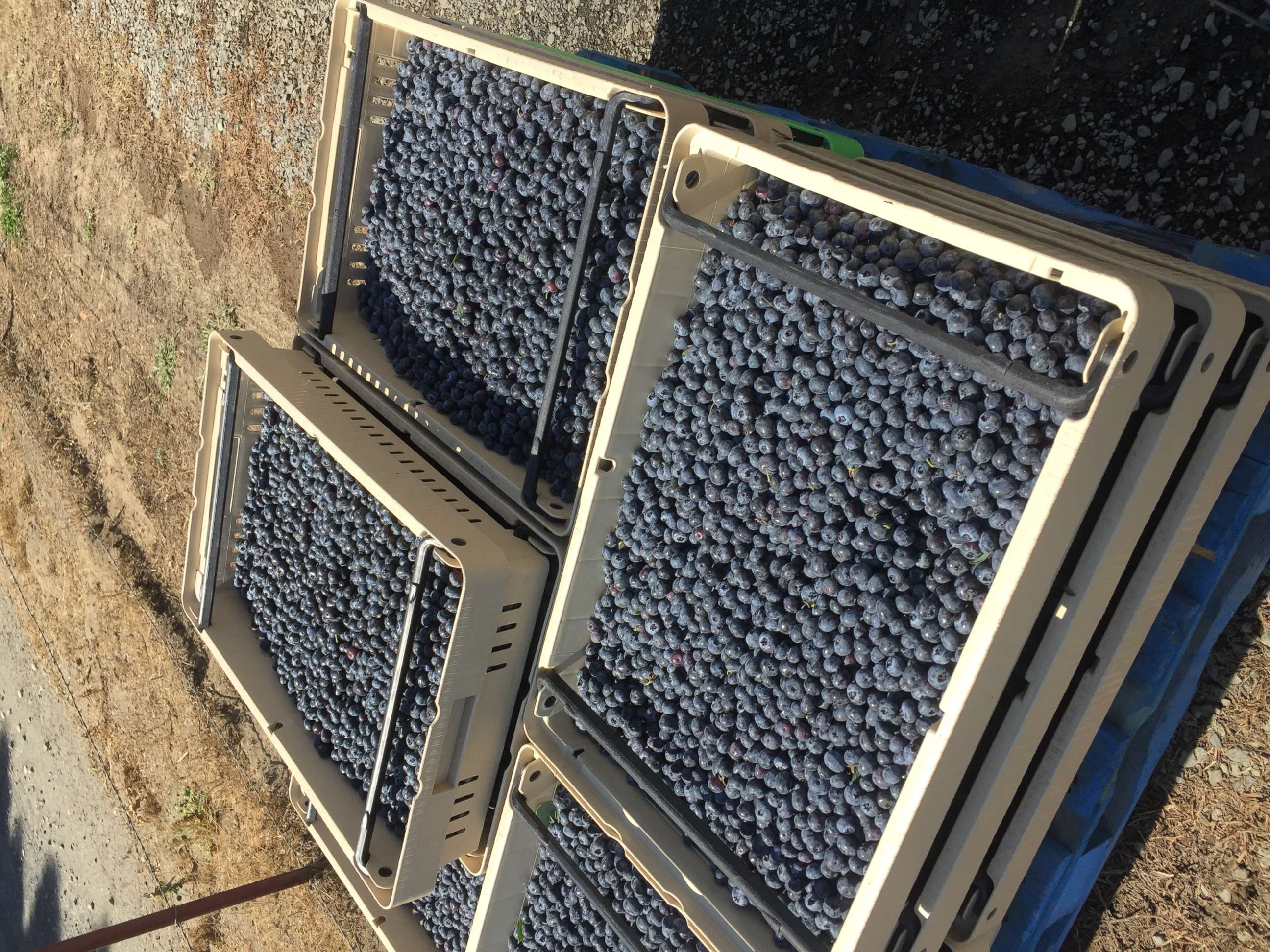 PHOTO: Pallets of blueberries harvested from a farm in Washington. 