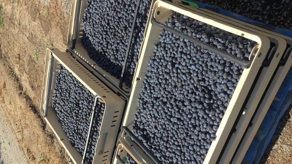 PHOTO: Pallets of blueberries harvested from a farm in Washington. 