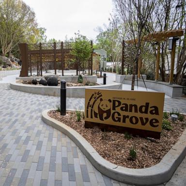 PHOTO: Zoo Atlanta’s giant pandas Ping Ping and Fu Shuang will make their debut on Friday, Nov. 6. in the Arthur M. Blank Panda Grove habitat, the Zoo Atlanta announced October 6, 2026.