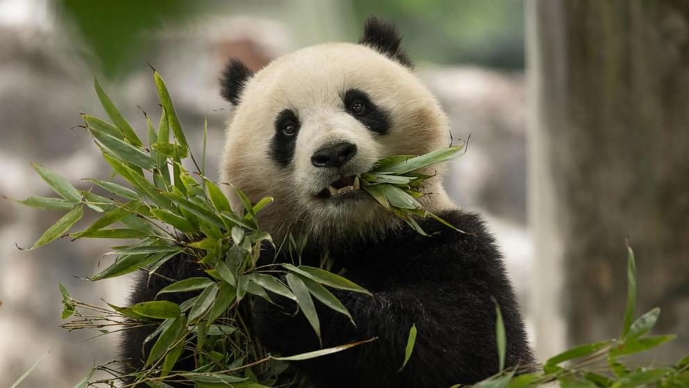 PHOTO: Two-year-old female giant panda Qing Bao in her habitat at Dujiangyan Base, May 17, 2024, in Sichuan, China.