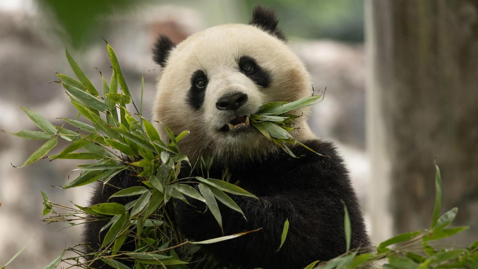 PHOTO: Two-year-old female giant panda Qing Bao in her habitat at Dujiangyan Base, May 17, 2024, in Sichuan, China.