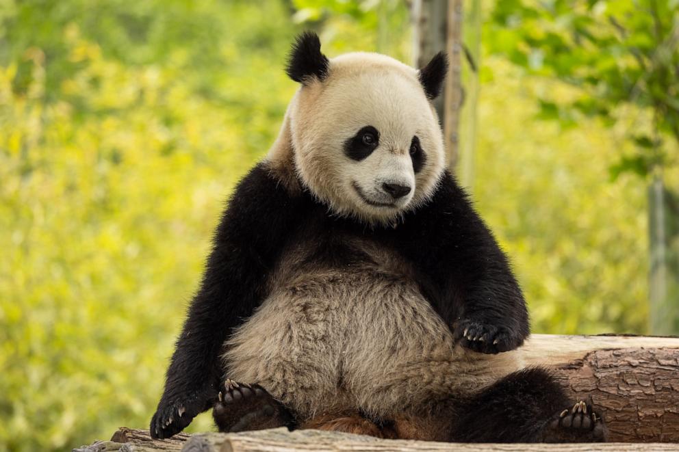 PHOTO: Two-year-old male giant panda Bao Li in his habitat at Shenshuping Base, May 16, 2024, in Wolong, China.