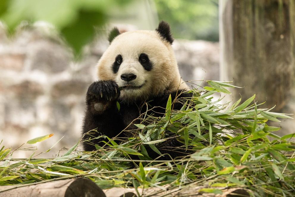 PHOTO: Two-year-old female giant panda Qing Bao in her habitat at Dujiangyan Base, May 17, 2024, in Sichuan, China.