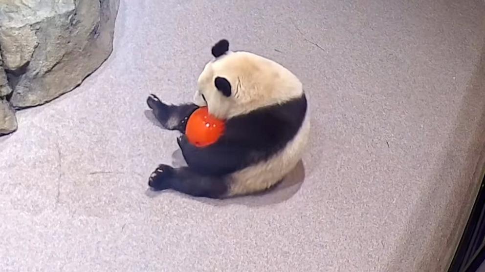 PHOTO: he National Zoo shared video on Instagram of giant pandas Bao Li and Qing Bao "having a ball" in their new habitats.