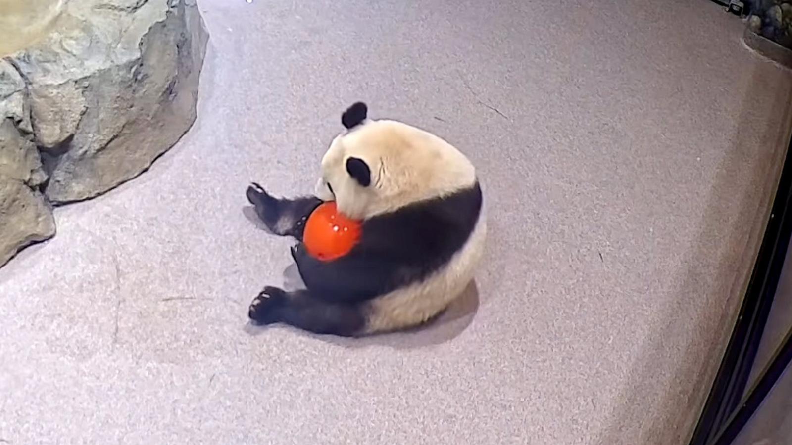 PHOTO: he National Zoo shared video on Instagram of giant pandas Bao Li and Qing Bao "having a ball" in their new habitats.