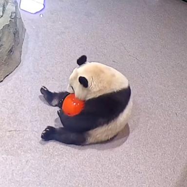 PHOTO: he National Zoo shared video on Instagram of giant pandas Bao Li and Qing Bao "having a ball" in their new habitats.