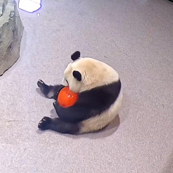 pandas-1-ht-bb-
