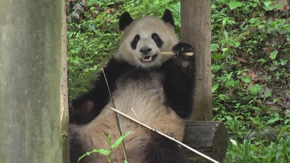 PHOTO: Two pandas, Yun Chuan and Xin Bao, are relocating from China to the United States and will be welcomed to the San Diego Zoo.