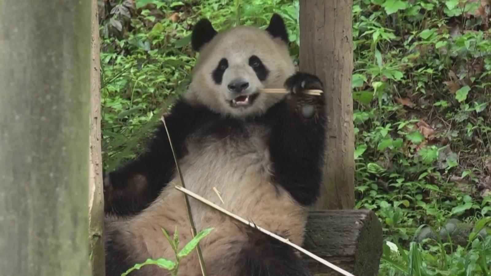 PHOTO: Two pandas, Yun Chuan and Xin Bao, are relocating from China to the United States and will be welcomed to the San Diego Zoo.