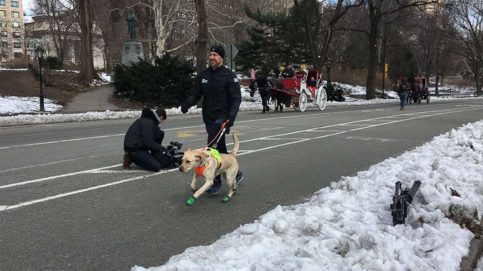 PHOTO: Tom Panek trains for the half marathon with the help of a guiding eyes dog. 