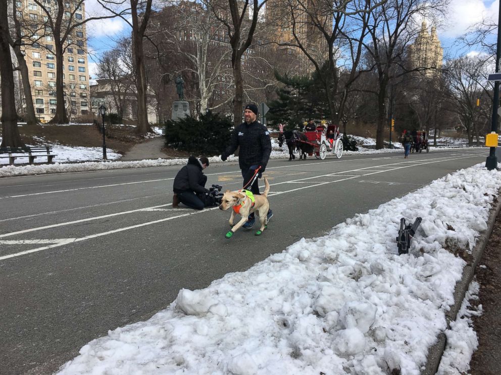PHOTO: Tom Panek trains for the half marathon with the help of a guiding eyes dog. 