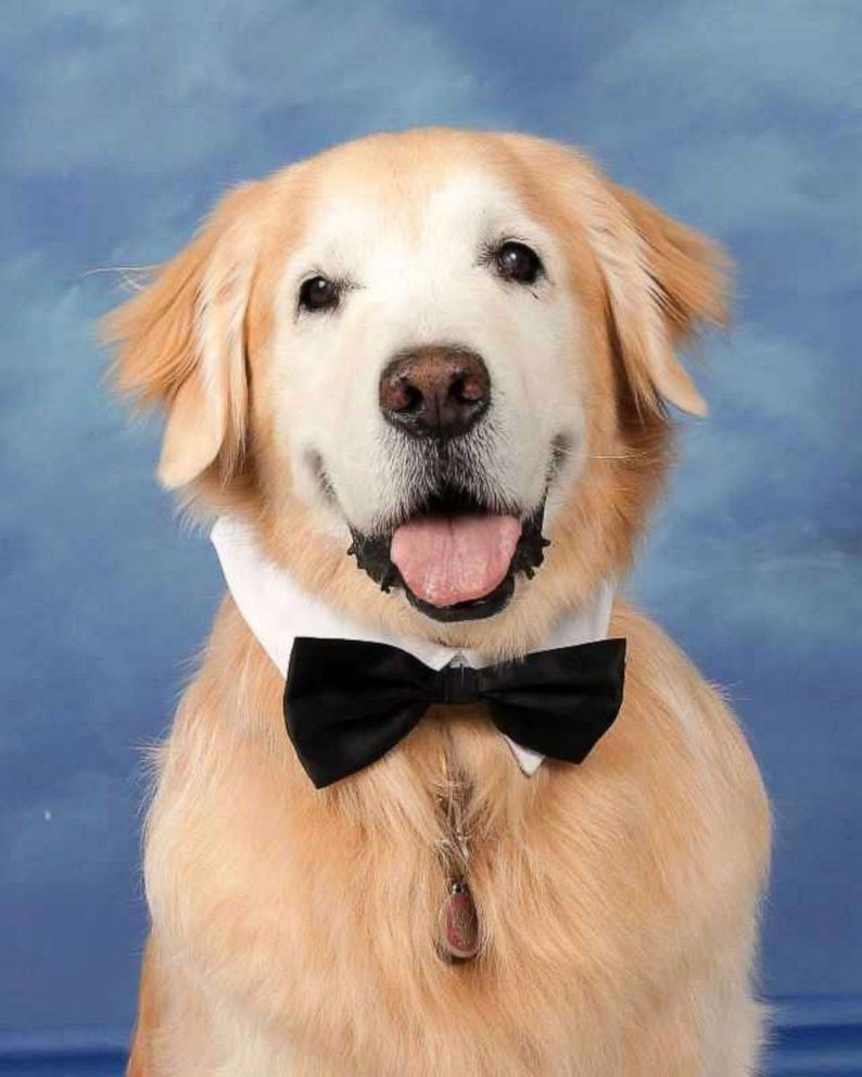 PHOTO: Comfort dogs used at Marjory Stoneman Douglas High School after the school shooting pose here for their yearbook photos.