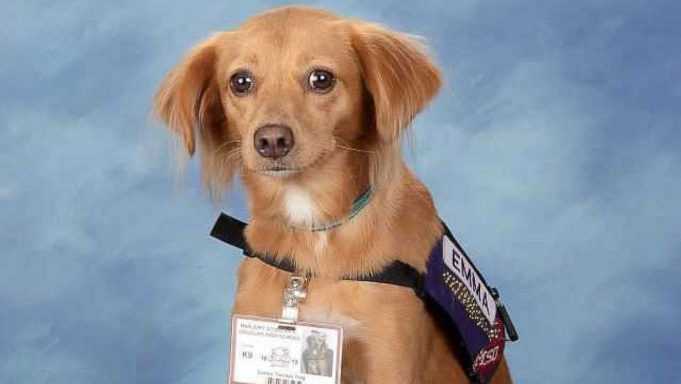 PHOTO: Comfort dogs used at Marjory Stoneman Douglas High School after the school shooting pose here for their yearbook photos.