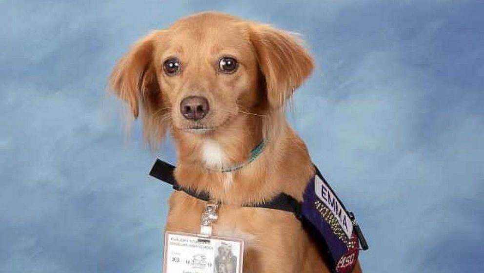 PHOTO: Comfort dogs used at Marjory Stoneman Douglas High School after the school shooting pose here for their yearbook photos.