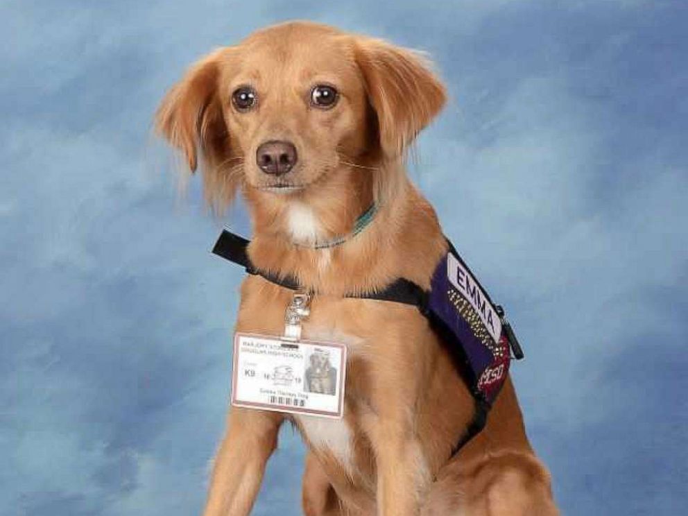 PHOTO: Comfort dogs used at Marjory Stoneman Douglas High School after the school shooting pose here for their yearbook photos.