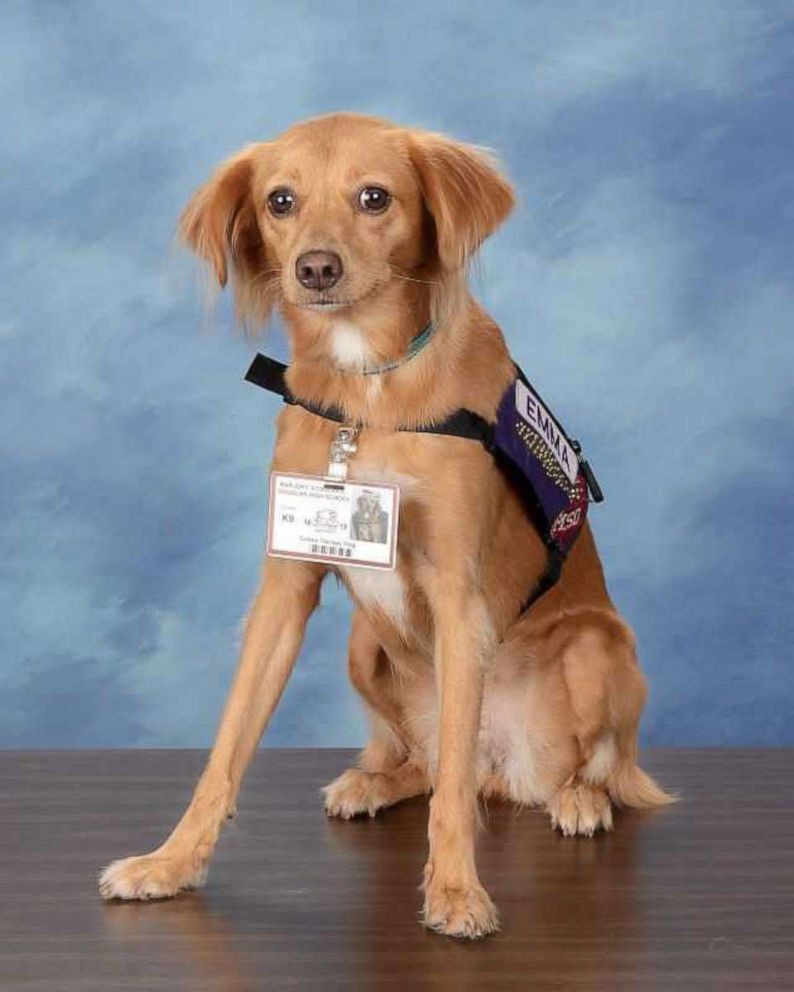 PHOTO: Comfort dogs used at Marjory Stoneman Douglas High School after the school shooting pose here for their yearbook photos.