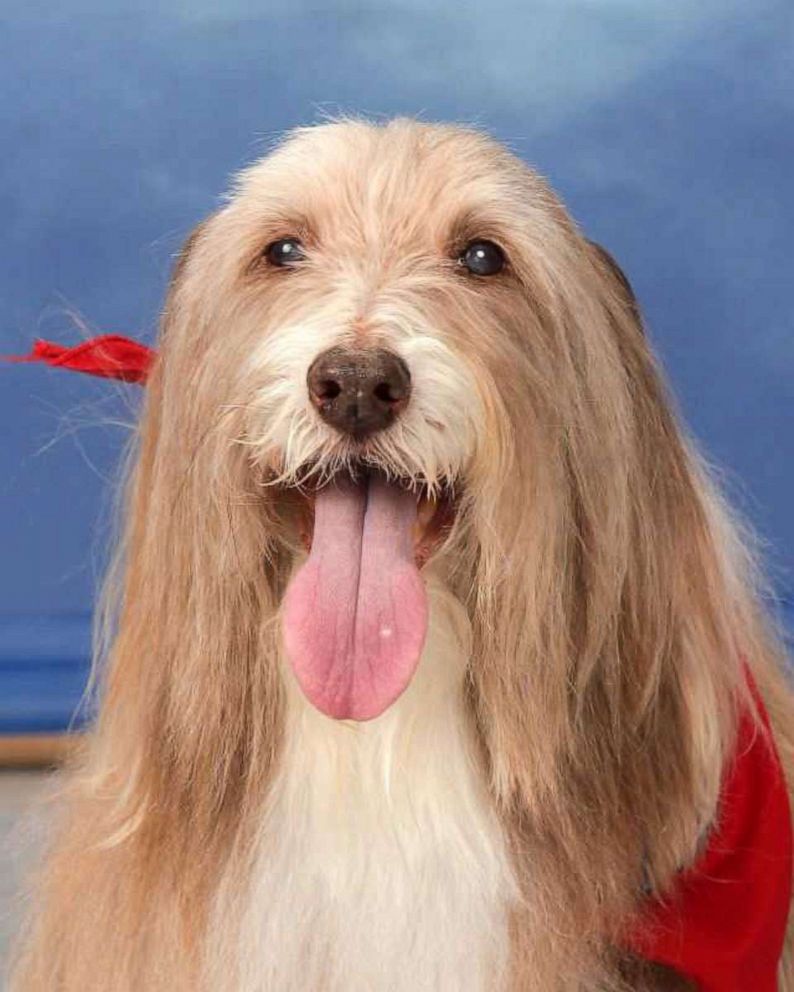 PHOTO: Comfort dogs used at Marjory Stoneman Douglas High School after the school shooting pose here for their yearbook photos.